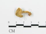 學名:Cantharellus cibarius