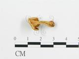 學名:Cantharellus cibarius