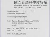 ǦW:Russula nigricans