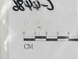 學名:Leucocoprinus sp.