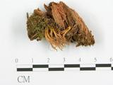 學名:Calocera viscosa