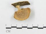 學名:Polyporus grammocephalus