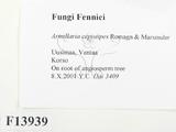 ǦW:Armillaria cepistipes