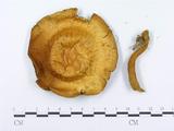 學名:Pholiota alnicola