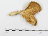 學名:Pleurotus ostreatus