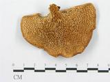 學名:Polyporus cf. alveolaris