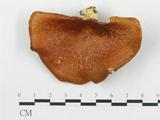 學名:Polyporus cf. alveolaris