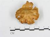 學名:Polyporus tenuiculus