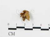 學名:Cantharellus sp.