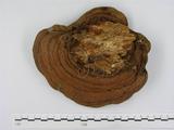 學名:Ganoderma australe