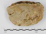 學名:Fomitopsis pinicola