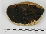 學名:Fomitopsis pinicola