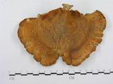 學名:Polyporus tenuiculus