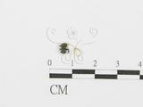 學名:Cordyceps myrmecophila