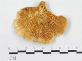 學名:Polyporus sp.