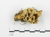 學名:Craterellus odoratus