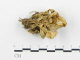 學名:Craterellus odoratus