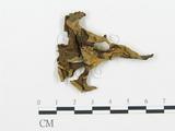 學名:Craterellus cornucopioides