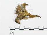 學名:Craterellus cornucopioides