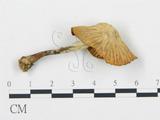 學名:Clitocybe sp.