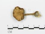 學名:Agrocybe sp.