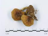 學名:Pholiota lubrica