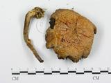 學名:Agaricus abruptibulbus