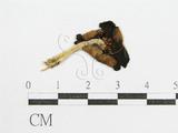 學名:Coprinus sp.