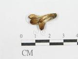 學名:Coprinus sp.