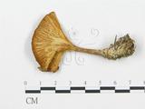 學名:Clitocybe infundibuliformis