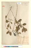 ئW:Trachelospermum foetidum Nakai