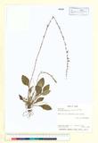 ئW:Ainsliaea latifolia (D. Don) Sch. Bip.