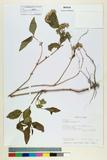 中文種名:Eupatorium luchuense Nakai