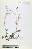ئW:Emilia sonchifolia (L.) DC.