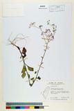 中文種名:小花斑鳩菊