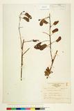 ئW:Ipomoea pes-caprae (L.) R. Brown