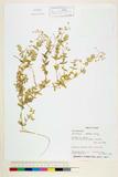 中文種名:疏花繁縷