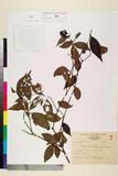 ئW:Viburnum foetidem Wall. var. integrifolium (Hayata) Kanehira