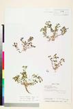 ئW:Mimulus tenellus Bunge subsp. nepalensis (Benth.) Hong
