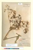 ئW:Angelica dahurica (Fisch.) Benth. & Hook.