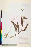 ئW:Murdannia bracteata (C.B. Clarke) O.Kuntze ex J. K. Morton