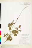 中文種名:Crotalaria pallida Ait.