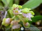 中文種名:紅斑松蘭