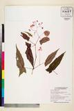 ئW:Begonia quercifolia A.DC.