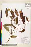 ئW:Begonia leucosticta Warb.