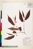 ئW:Begonia leucosticta Warb.