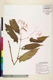 ئW:Begonia oblongata Merr.