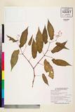 ئW:Begonia oblongata Merr.