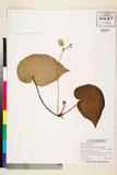 ئW:Begonia anisoptera Merr.