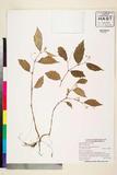 ئW:Begonia littleri Merr.